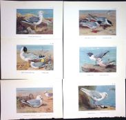 Job-Lot 10 Iconic Gull Species Archibald Thorburn Coloured Bird Print-1.