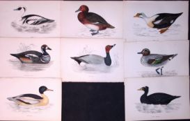 Job-Lot Rev Morris The Duck Family Coloured 1888 Antique Lithographs -3.