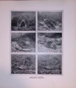 Orkney Voles In Movement Rare 121 Years-Old Limited-Edition J.G. Millais Antique Print.