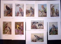 Job-Lot 10 Thorburn Bird Species Falcon, Kestrel, Rook, Cuckoo, Antique Prints 10.