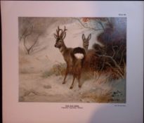 The Roe Deer Rare Limited-Edition 121 Years-Old Antique JG Millais Print.