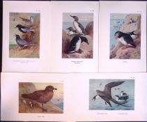 Job-Lot 11 Thorburn Bird Species Gulls, Skua, Auk, Arctic Terns Antique Prints 9.