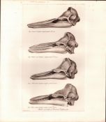 The Dolphin Family Skulls & Teeth Rare Limited-Edition J.G. Millais Antique Print.