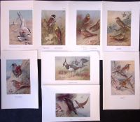 Job-Lot 12 Thorburn Bird Gannet, Buntings, Cormorants, Antique Prints 13.