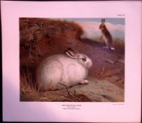 The Mountain Hare Rare 121 Years-Old Limited-Edition Antique JG Millais Print