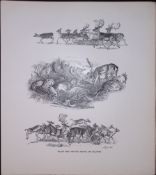 Fallow Deer Trotting & Galloping Rare Limited-Edition JG Millais Antique Print.