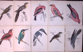Job-Lot Rev Morris Cuckoo, Crossbill, Kingfisher, Antique Lithographs 10.