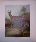 The Roe Deer Rare Limited-Edition Antique JG Millais Print.