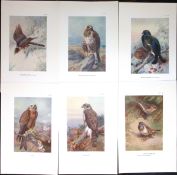 Job-Lot 10 Eagle, Osprey, Swan, Hawk, Buzzard Archibald Thorburn Bird Prints-3.
