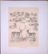 Studies Of Fallow Deer Rare 12 1Years-Old Limited-Edition JG Millais Antique Print.