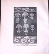 Skulls of British Seals Rare 121 Years-Old Limited-Edition J.G. Millais Antique Print.