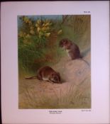 The Bank Vole Rare 121 Years-Old Limited-Edition J.G. Millais Antique Print.