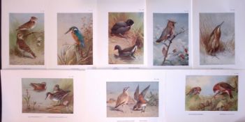 Job-Lot 12 Thorburn Bird Species Larks, Kingfishers, Crossbills, Antique Prints 12.
