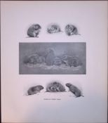 Studies of Orkney Voles Rare Limited-Edition J.G. Millais Antique Print.