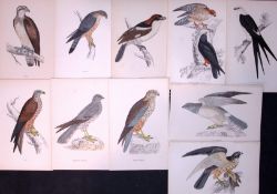 Job-Lot Rev Morris Harrier, Kite, Osprey, Etc 1888 Antique Lithographs -4