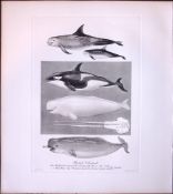 The Whale Family Rare Limited-Edition J.G. Millais Antique Print.