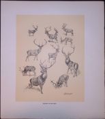 Studies of Red Deer Rare 121 Years-old Limited-Edition Antique JG Millais Print