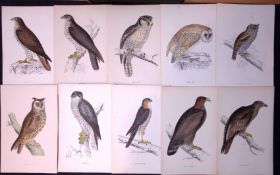 Job-Lot Rev Morris Owl, Eagle, Hawk, Buzzard, 1888 Antique Lithographs -5.