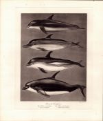 The Dolphin Family Rare Limited-Edition J.G. Millais Antique Print.