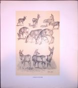 Studies Of Roe Deer Rare 121 Years-Old Limited-Edition JG Millais Antique Print.