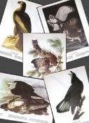 Job-Lot John James Audubon Birds of America 72-Year-Old Coloured Book Plates-18