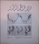 Various British Fallow Deer Antlers Rare Limited-Edition JG Millais Antique Print.