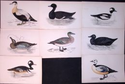 Job-Lot Rev Morris The Duck Family Coloured 1888 Antique Lithographs -2.