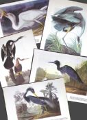 Job-Lot John James Audubon Birds of America 72-Year-Old Coloured Book Plates-27
