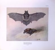 The Barbastelle Bat Rare 121 Years-Old Limited-Edition J.G. Millais Antique Print.