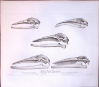 Whale Skulls Selection Rare Limited-Edition J.G. Millais Antique Print.