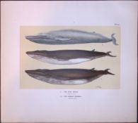 The Blue Whale & Common Rorqual Rare Limited-Edition J.G. Millais Antique Print.