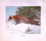 The Fox Canis Vulpes Rare 121 Years-Old Limited-Edition Coloured Antique Print