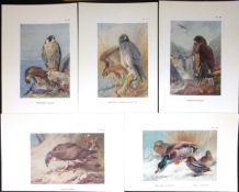 Job-Lot 10 Owls, Hawks, Buzzards Falcon Archibald Thorburn Coloured Bird Prints-2