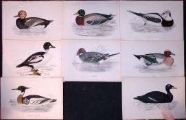 Job-Lot Rev Morris The Duck Family Coloured 1888 Antique Lithographs -1.