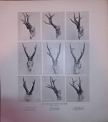 Scottish Roe Deer Skulls Rare 121 Years-Old Limited-Edition JG Millais Antique Print.