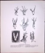 Malformed Horns British Roe Deer Rare Limited-Edition JG Millais Antique Print.