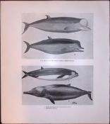 Cuviers & Sowerbys Whales Rare Limited-Edition J.G. Millais Antique Print.