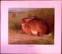 The Common Hare Rare 121 Years-Old Limited-Edition Antique JG Millais Print