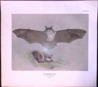 The Natterers Bat Rare Limited-Edition J.G. Millais Coloured Antique Print