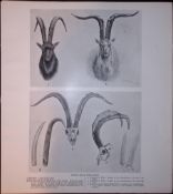 British Goat Heads Feral Races Rare Limited-Edition J.G. Millais Antique Print.