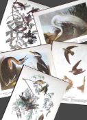 Job-Lot John James Audubon Birds of America 72-Year-Old Coloured Book Plates-38
