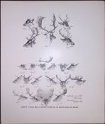 Horns Of a Fallow Buck Rare 121 Years-Old Limited-Edition JG Millais Antique Print.
