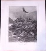 Common Seals Resting Winter Rare 121 Years-Old Limited-Edition Antique Print