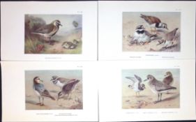 Job-Lot 8 Species Sea Birds, Plovers, Doves, Oysters, Thorburn Prints-6.