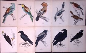 Job-Lot Rev Morris Crow, Raven, Jackdaw, Rook, Roller Antique Lithographs 9.
