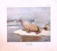 The Walrus Resting Rare 121 Years-Old Limited-Edition Coloured Antique Print