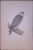 Jer Falcon Rev Morris Antique History of British Birds 130 Years-Old Engraving-20