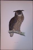 Eagle Owl Rev Morris Antique History of British Birds 130 Years-Old Engraving-2