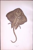 Starry Ray Fish Scarce Antique 1877 Johnathan Couch Woodblock Engraving-102
