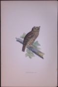 Scops-Eared Owl Rev Morris Antique History of British Birds 130 Years-Old Engraving-6